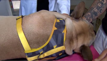 Tratamento ortopédico em cães evita cirurgias (Reprodução)